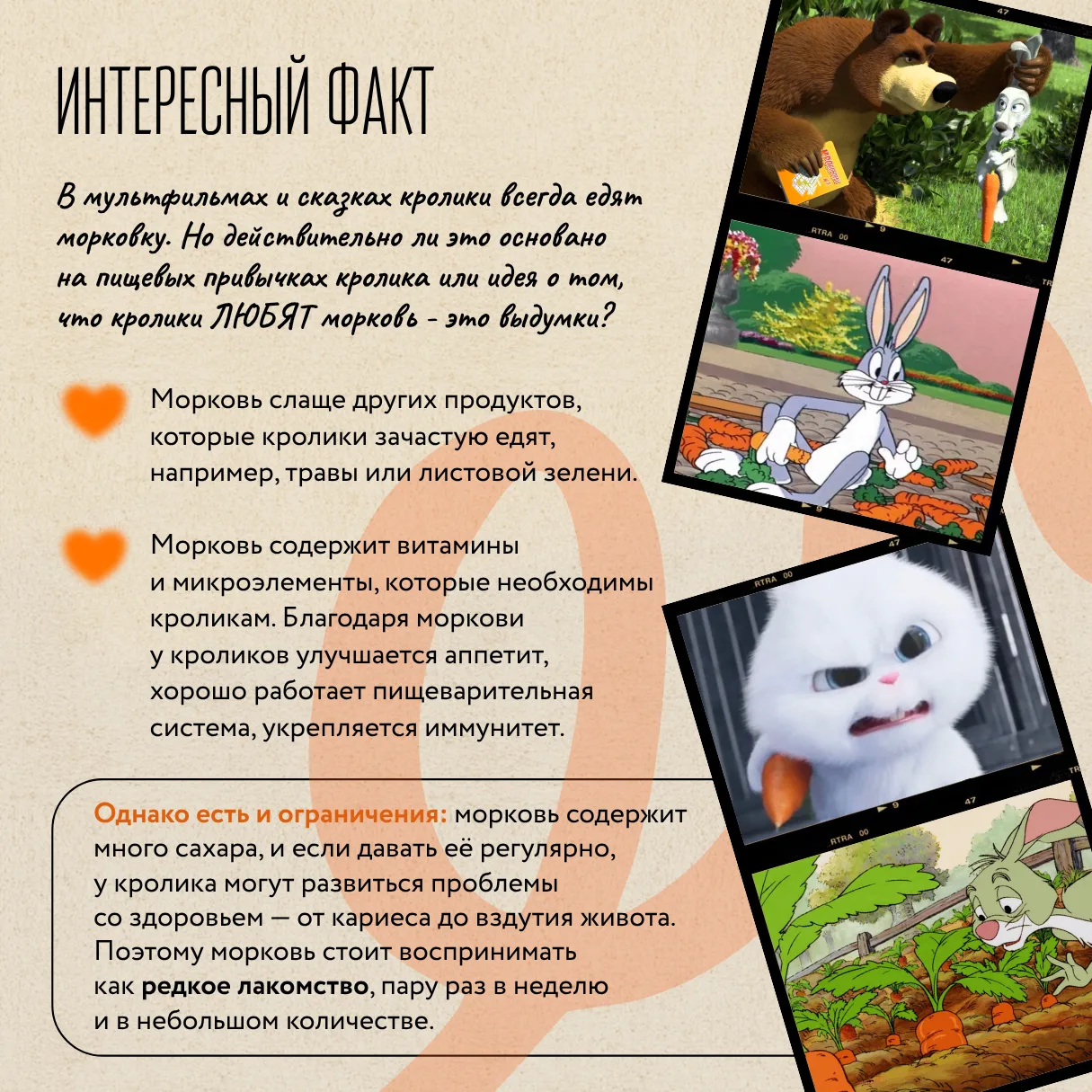 День моркови: праздник оранжевого корнеплода и его польза для доноров  🥕 Морковь — не только вкусный