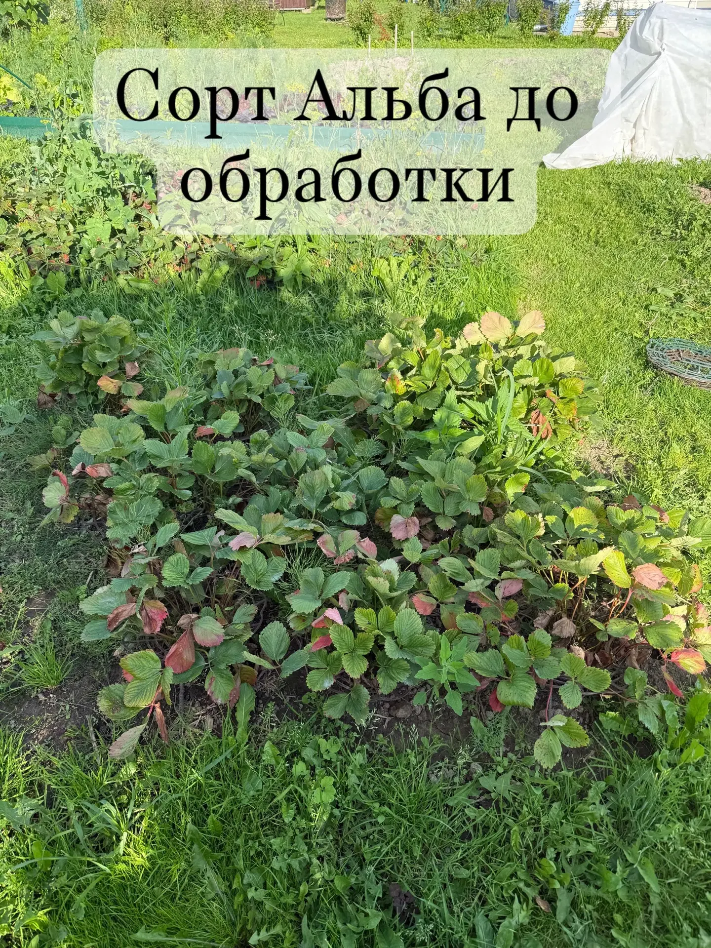 Урожай собрали, а про клубнику забыли? А вот она — нет! 🍓😊