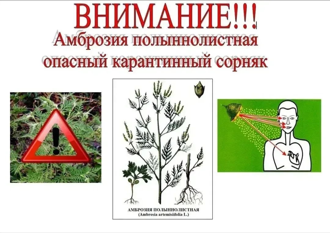 УВАЖАЕМЫЕ ЖИТЕЛИ Старотитаровского сельского поселения!