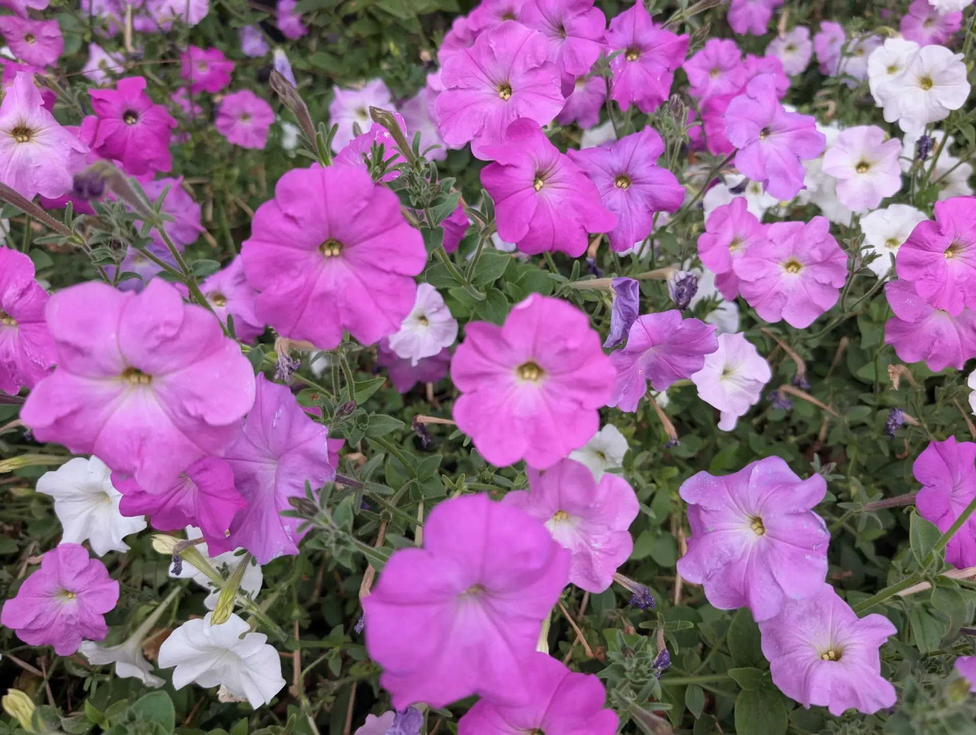 Доброе утро!🌷