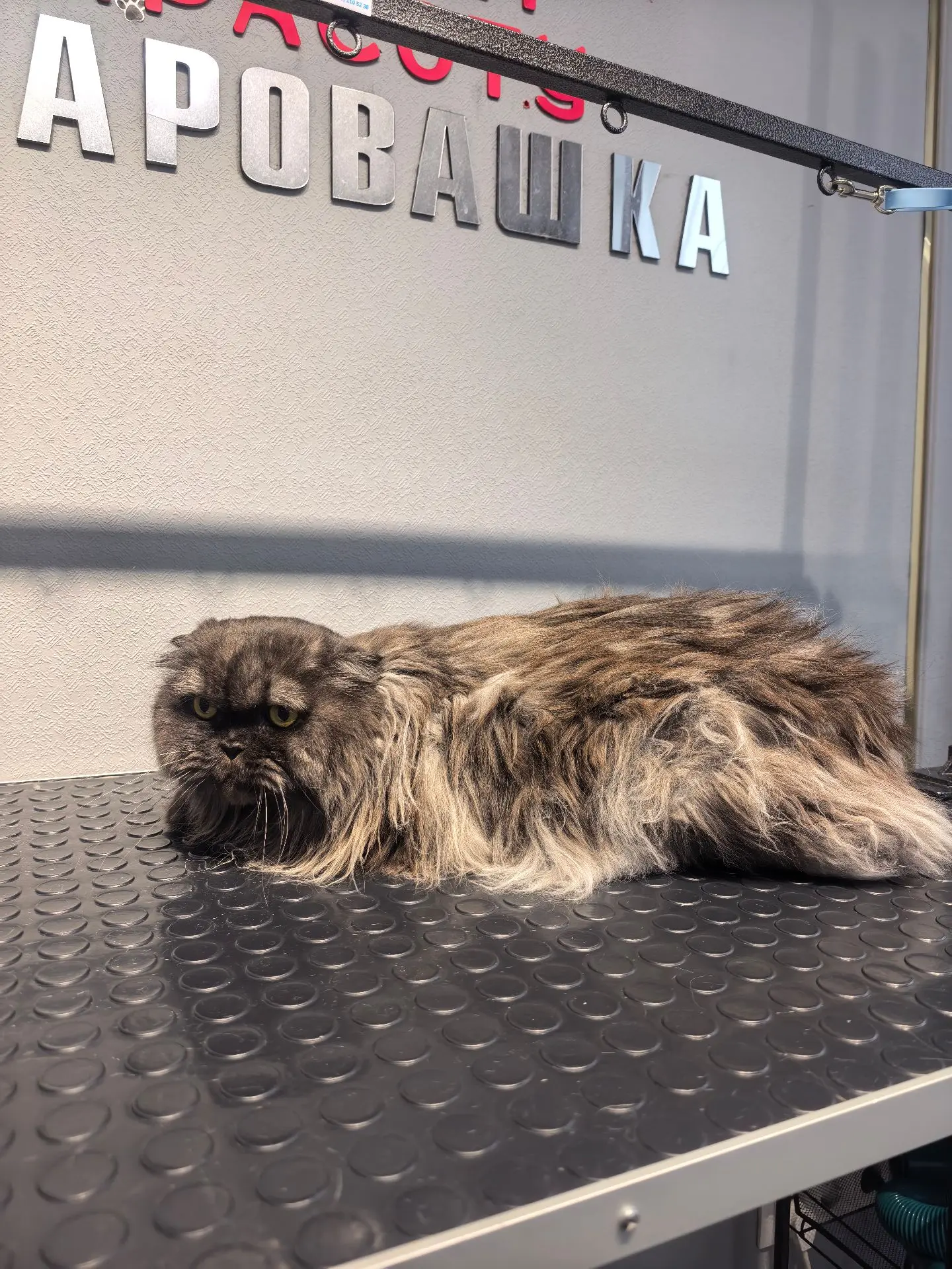 Приводила сегодня в порядок котика Ричи🥰
