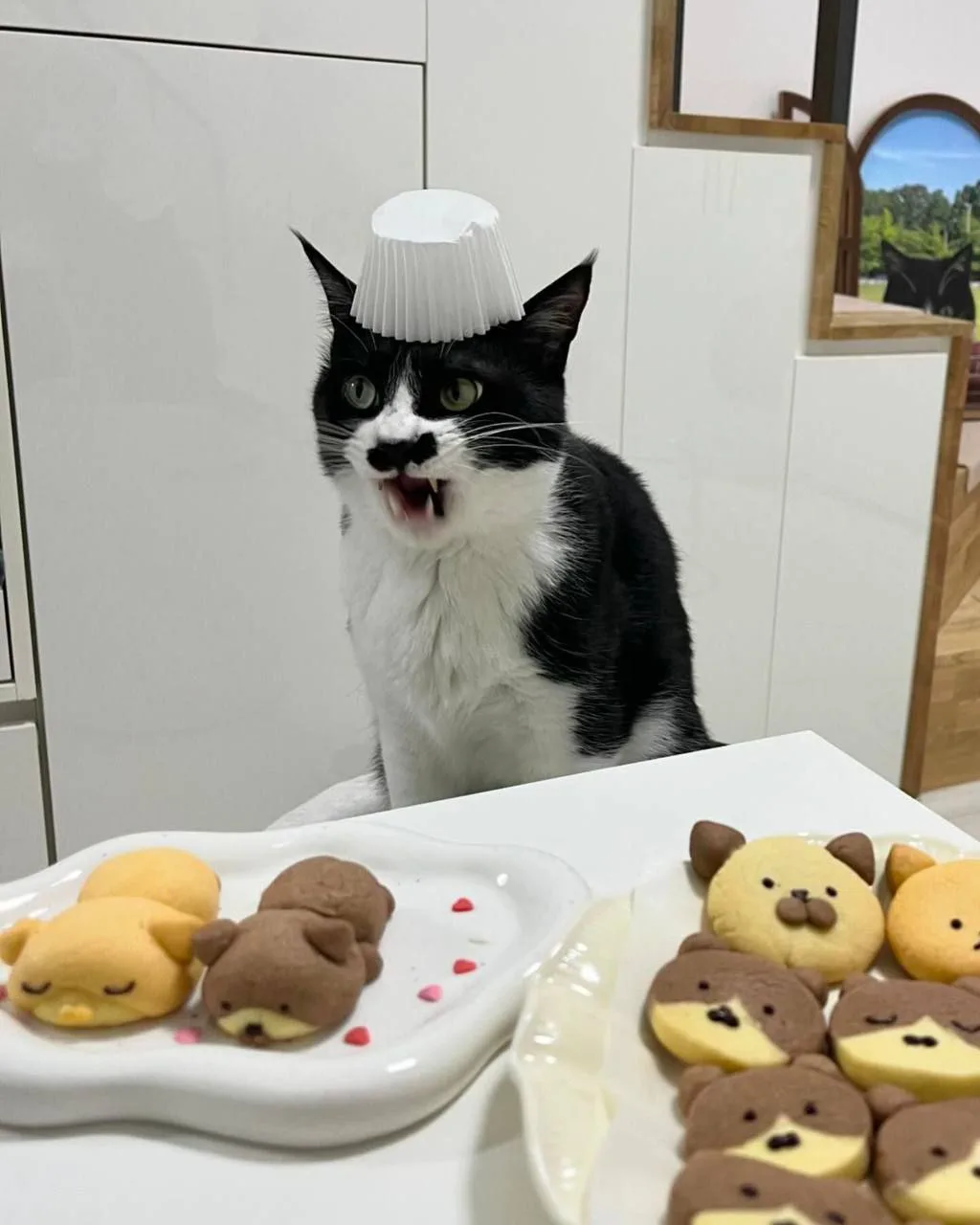 @cutecat9