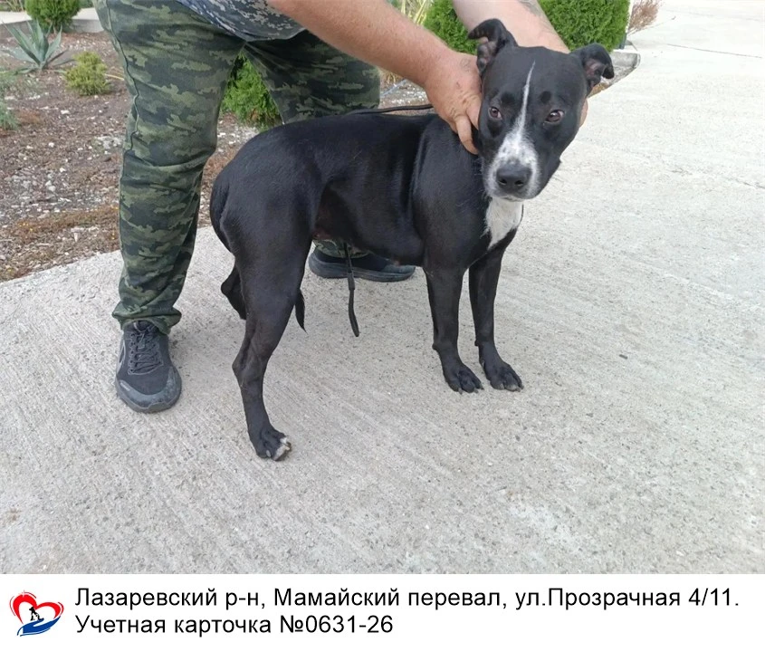 05.09.2026 был отлов собак по адресам: