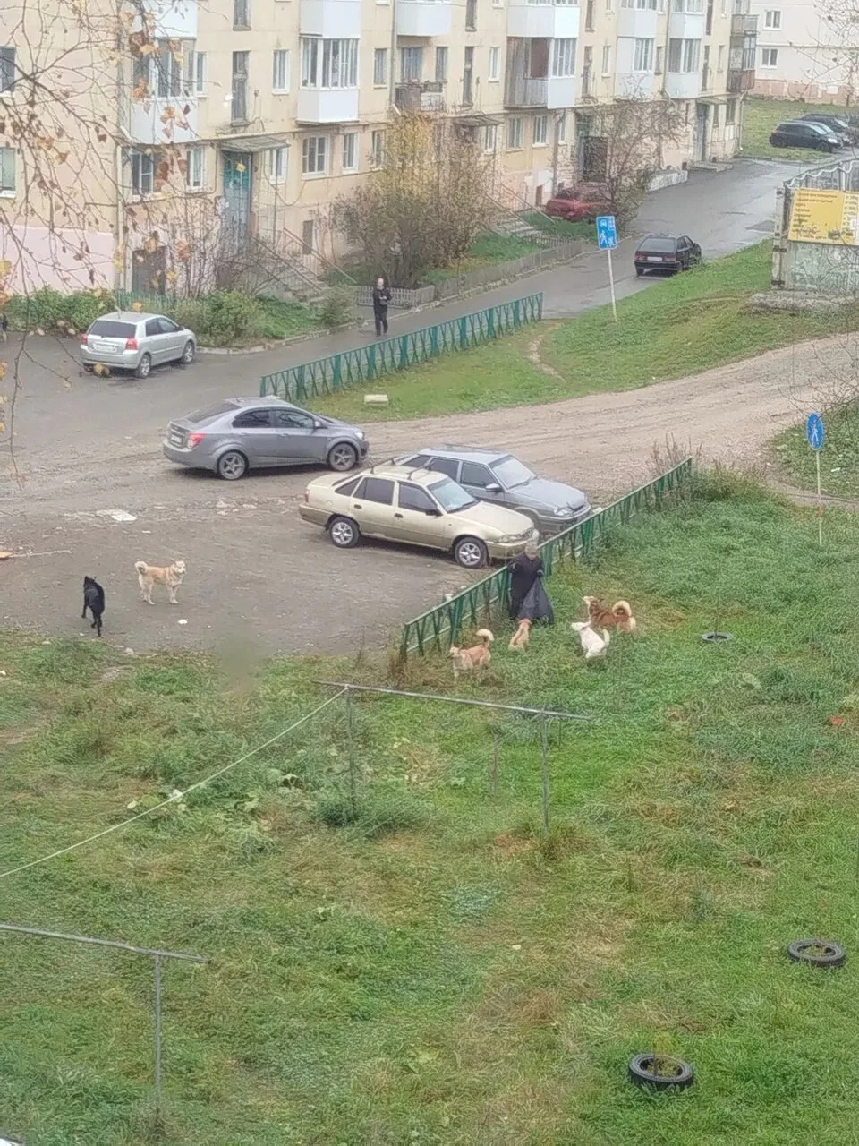 Вот реально страшно !!! От одного их воя во время нападений на людей.Вы каждый надсмеха...