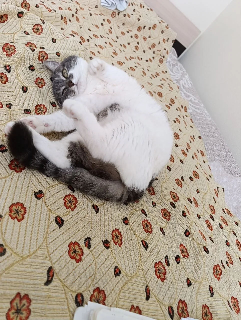 Зафиналим пятницу фотографией моей кошки.