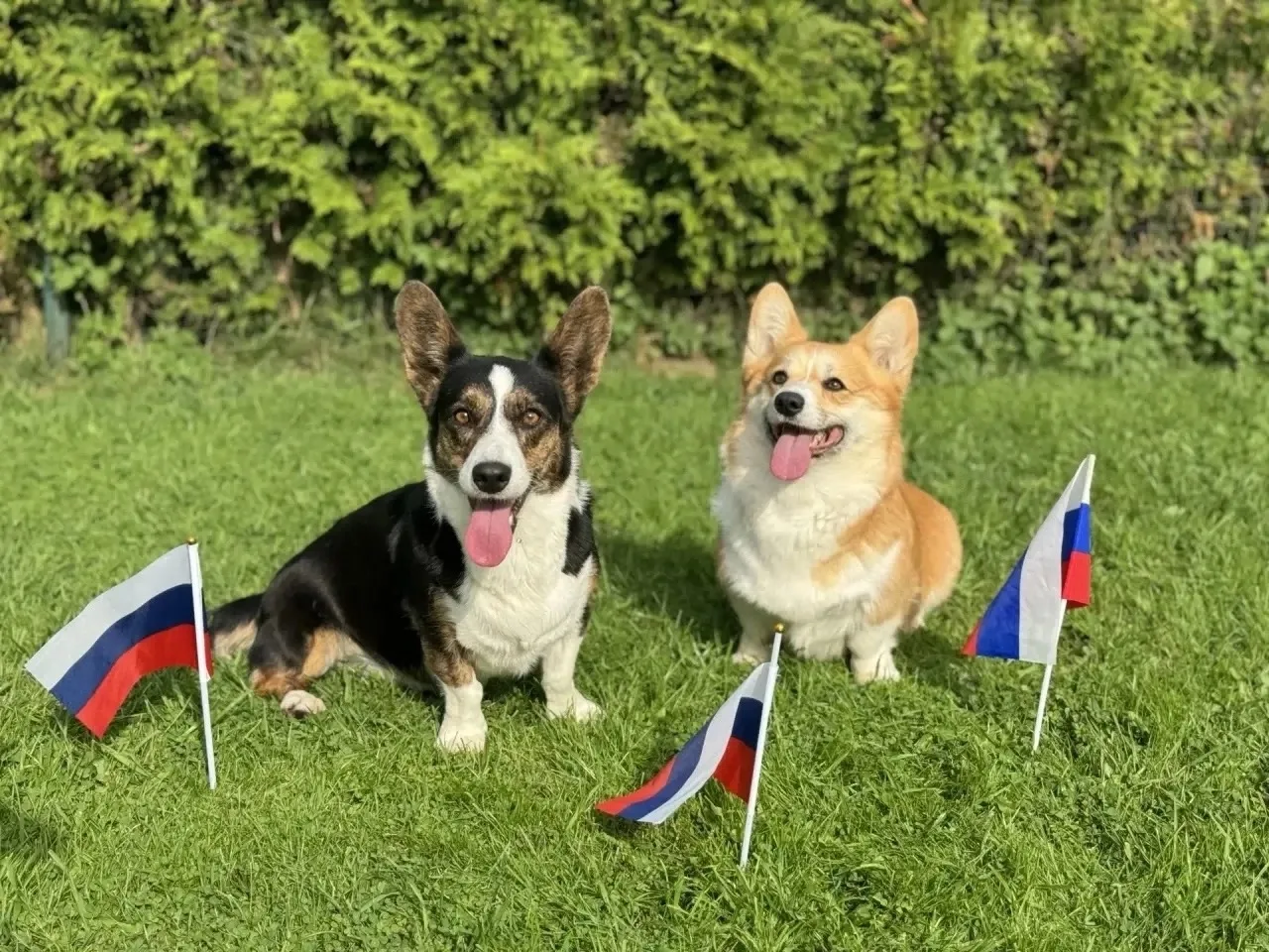 🐾 В Гатчинском округе даже четвероногие друзья — патриоты!🇷🇺

Гатчина 🔸Подписаться
