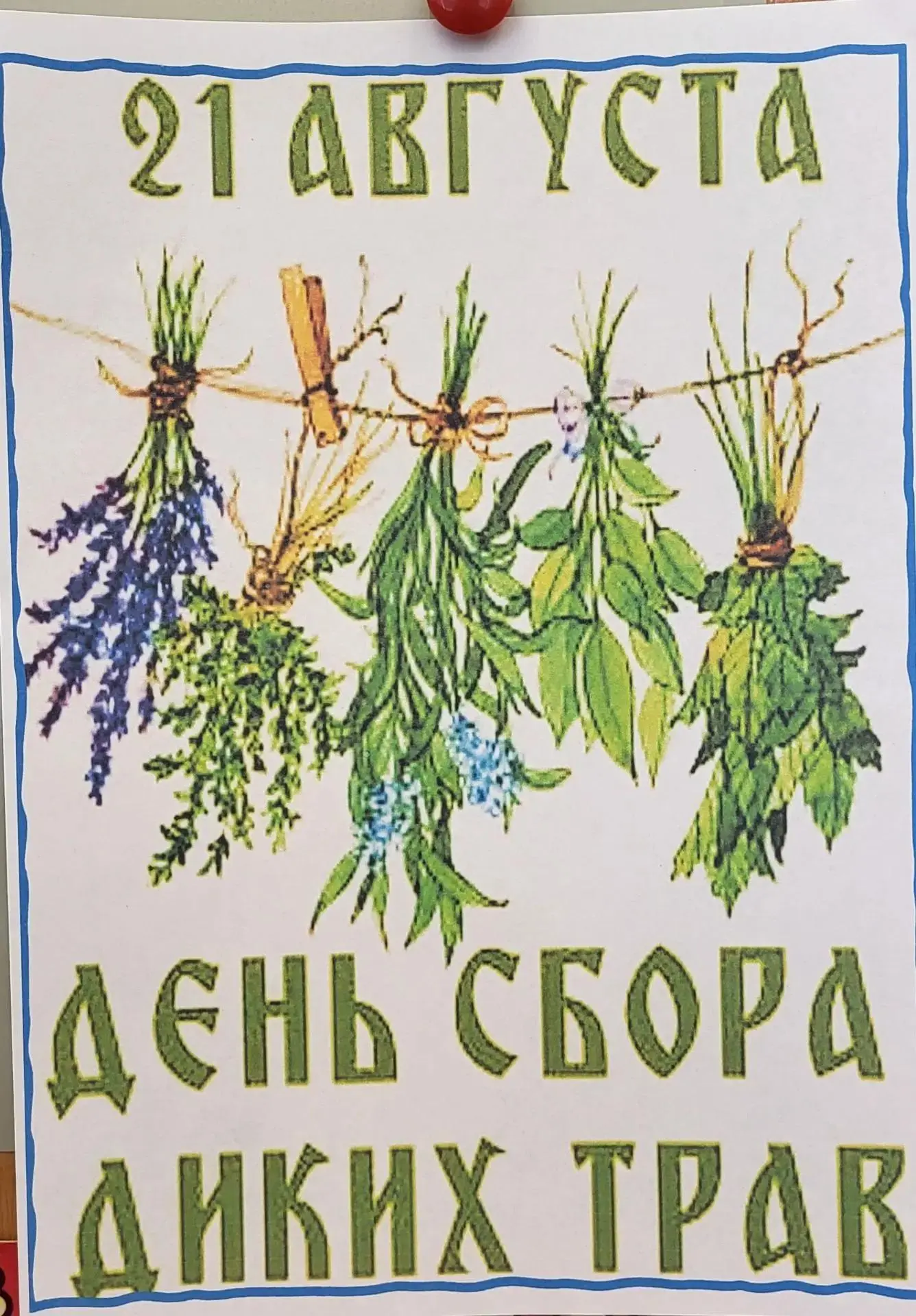 🌿 21 августа - День сбора диких трав 🌿