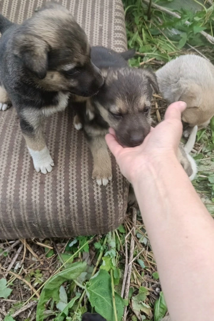 🆘🆘🆘 очень срочно малышам нужен дом🙏Помогите малюткам выжить 😭. Привезу. 89173425398