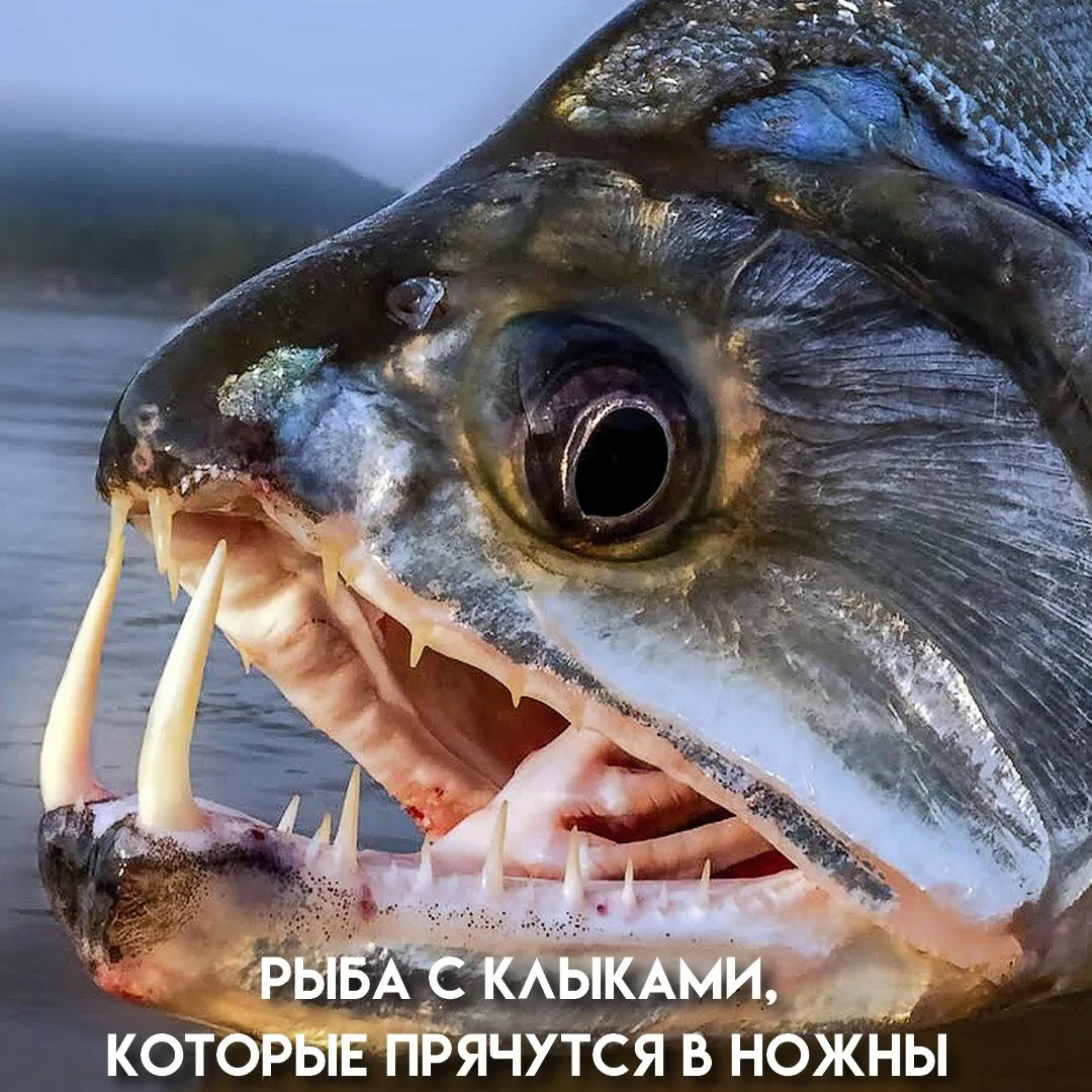 Огромные клыки, торчащие из пасти, исчезают в специальных углублениях, когда рыба закры...