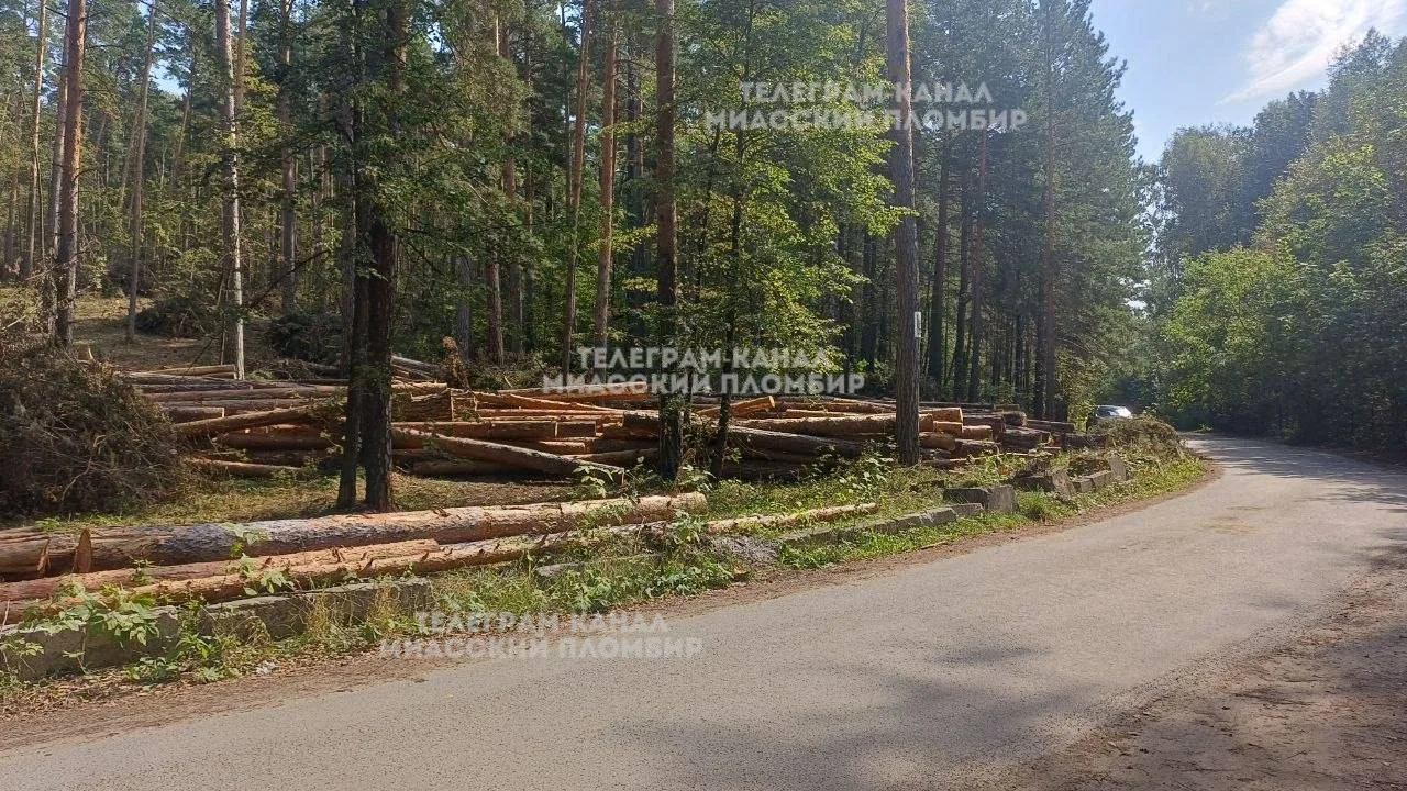🪓 Массовая вырубка вековых сосен на берегу Тургояка.