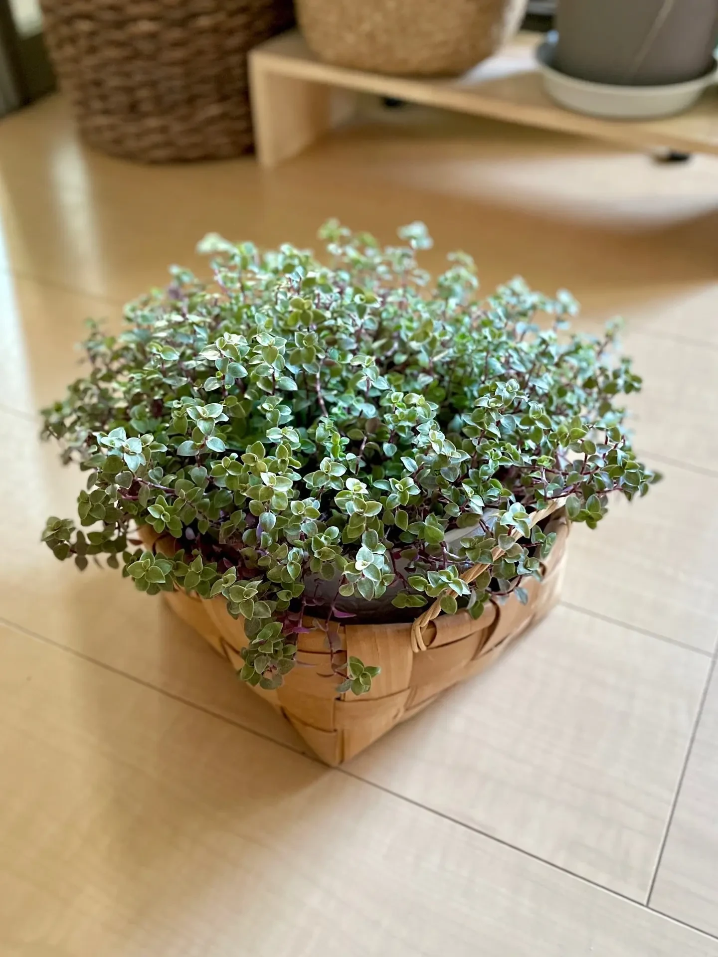 Каллизия репенс — растение-трансформер 🌿