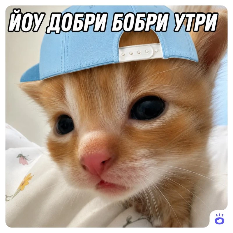 Слова излишни, делимся картинкой, которую можно закидывать прямо сейчас как приветствие...