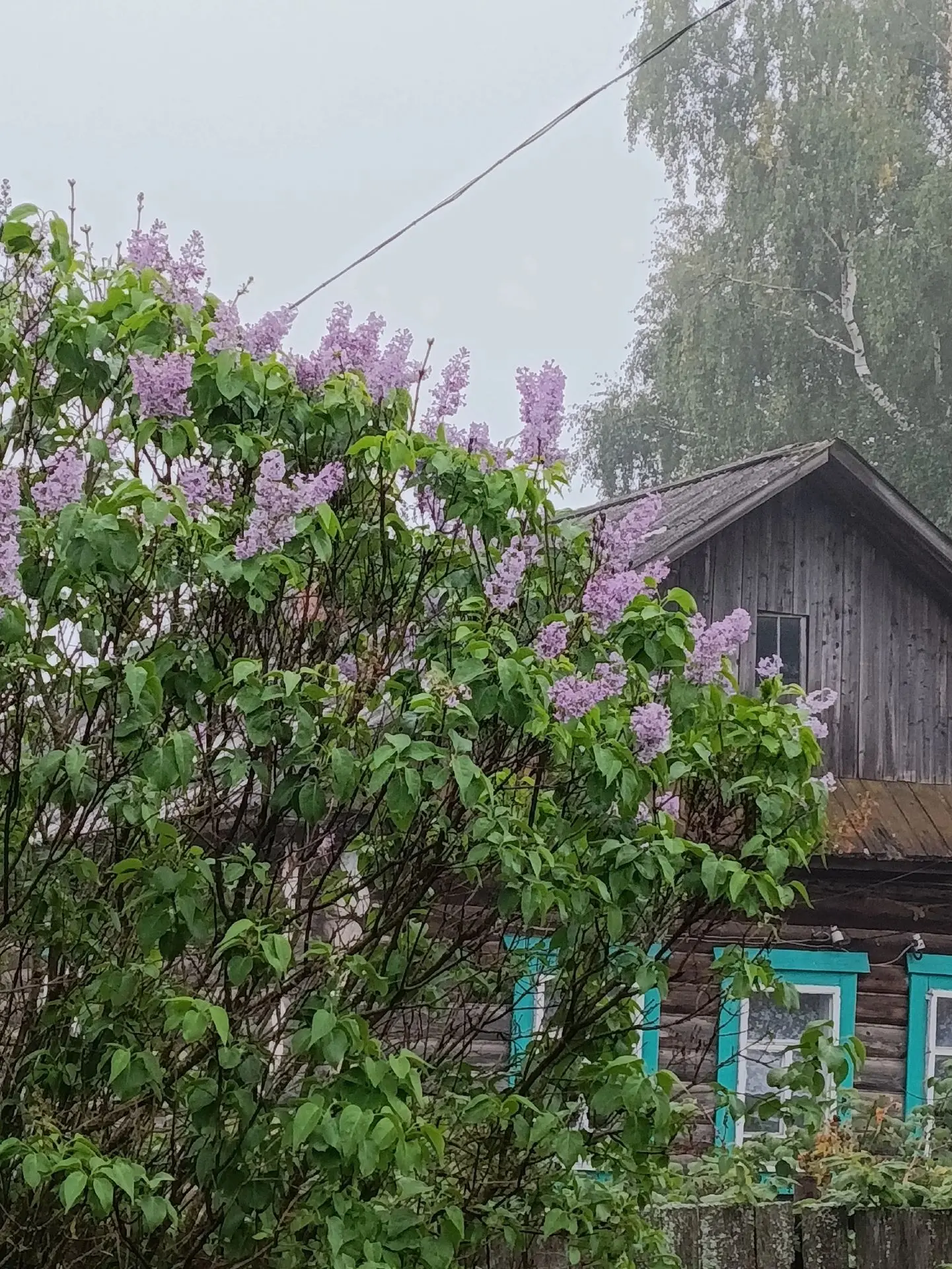 В Юкаменское возвращается сирень — и снова в августе!