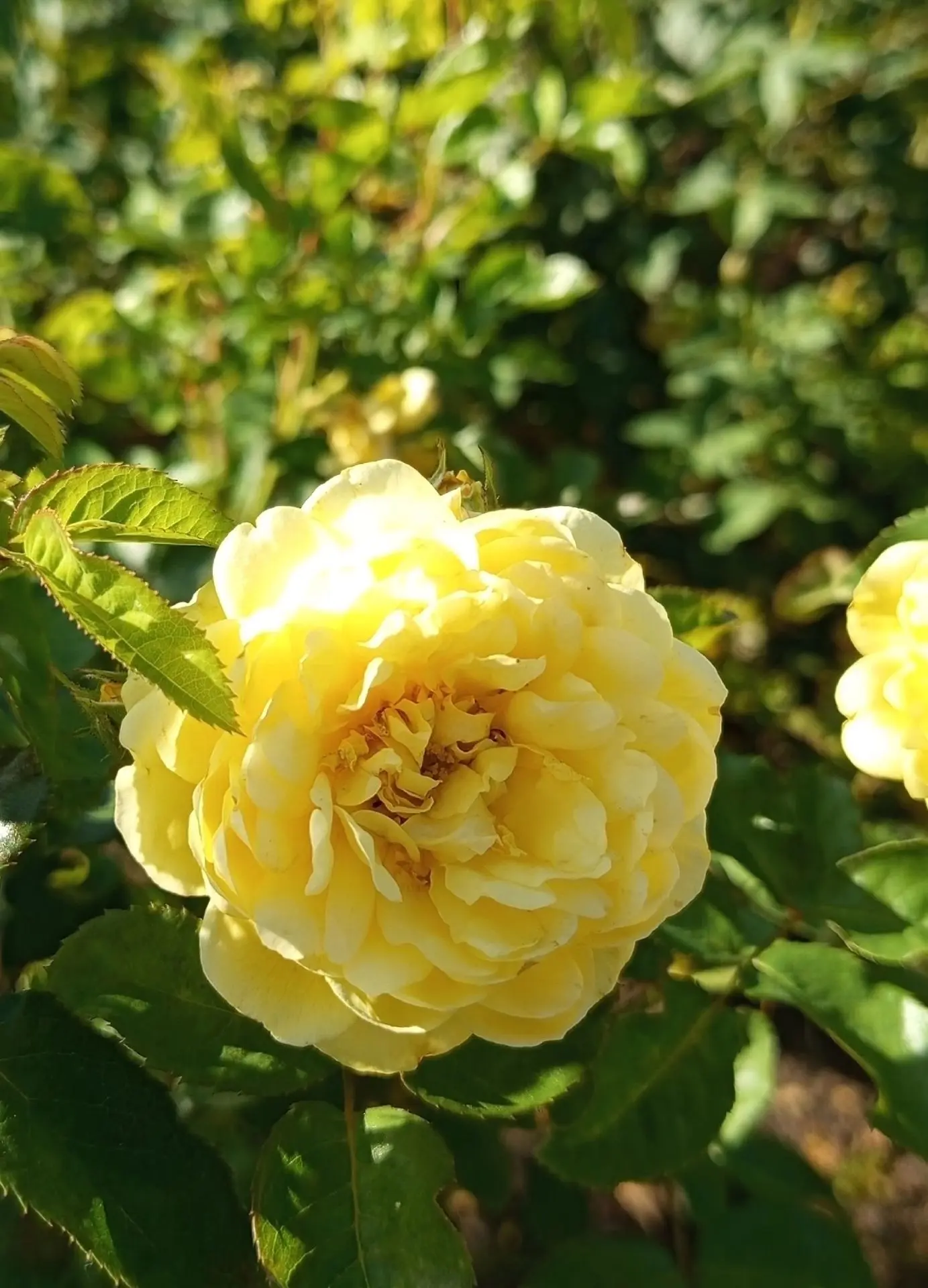😍 Июль попрощался красиво - алыми (и не только 😉) гибискусами...  🌸, очередной волной цветения ро