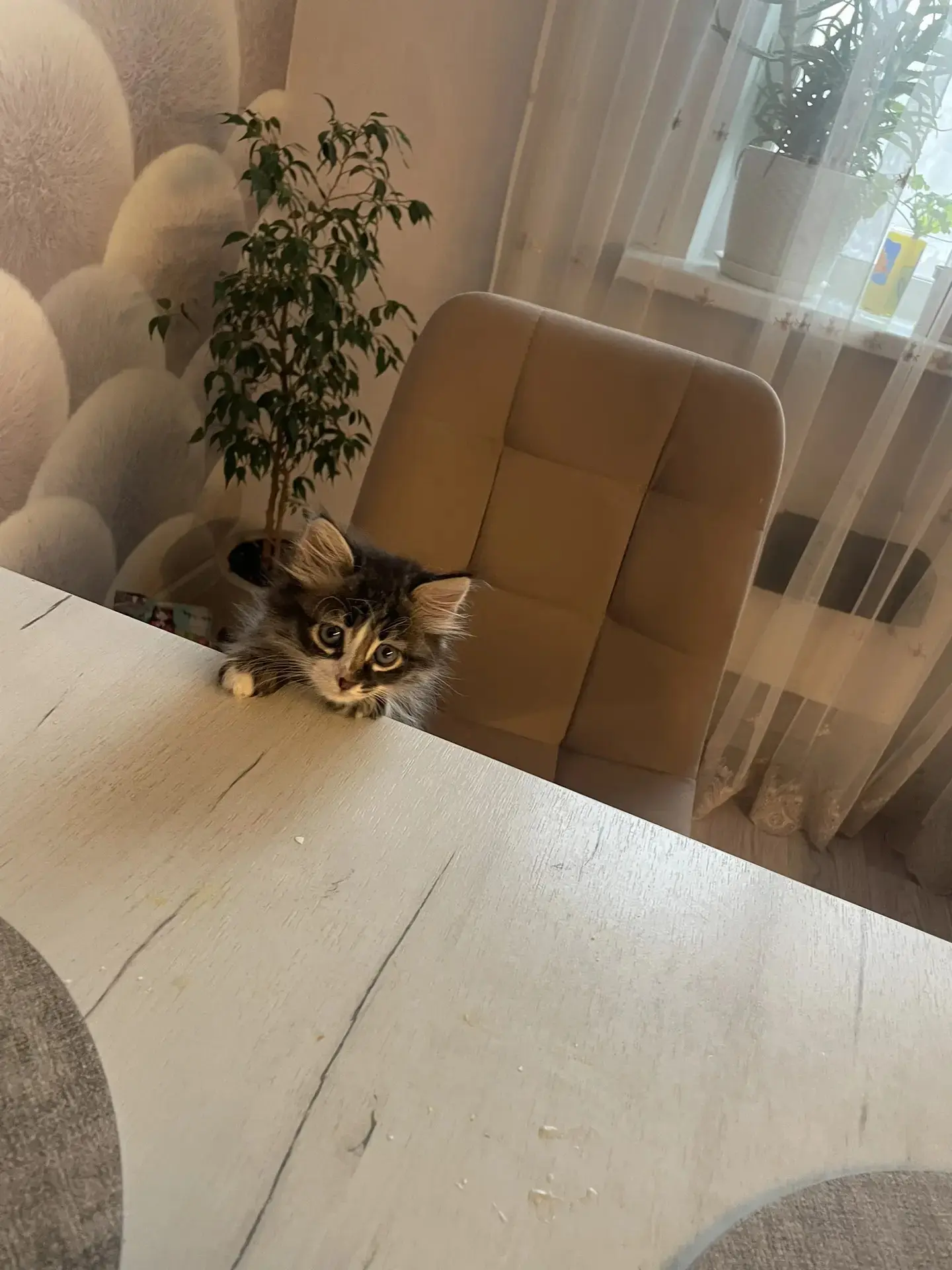 Пропал котенок! Мальчик, около полутора месяцев. Звонить по номеру +79122643920 или +79...