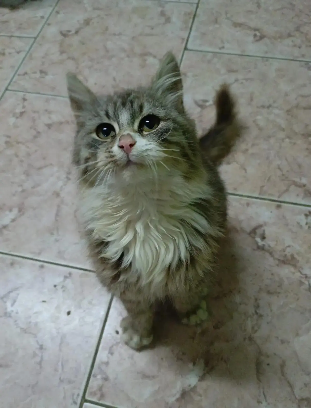 😻😻😻Кот просто кот, который пришел в семью Метликиных в декабре, да так и остался там...