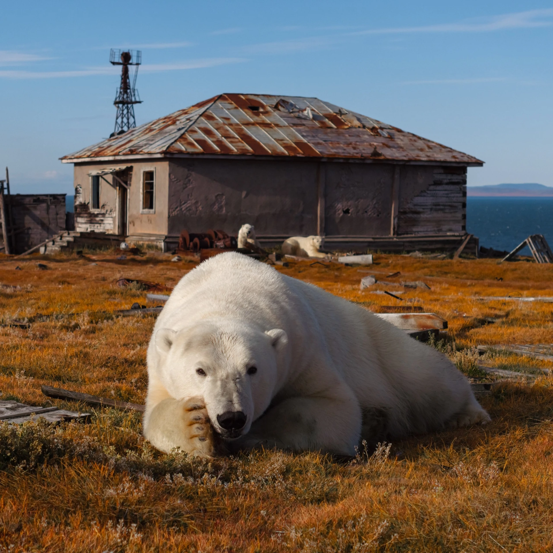 🐻‍❄️ Белые медведи на острове Колючин