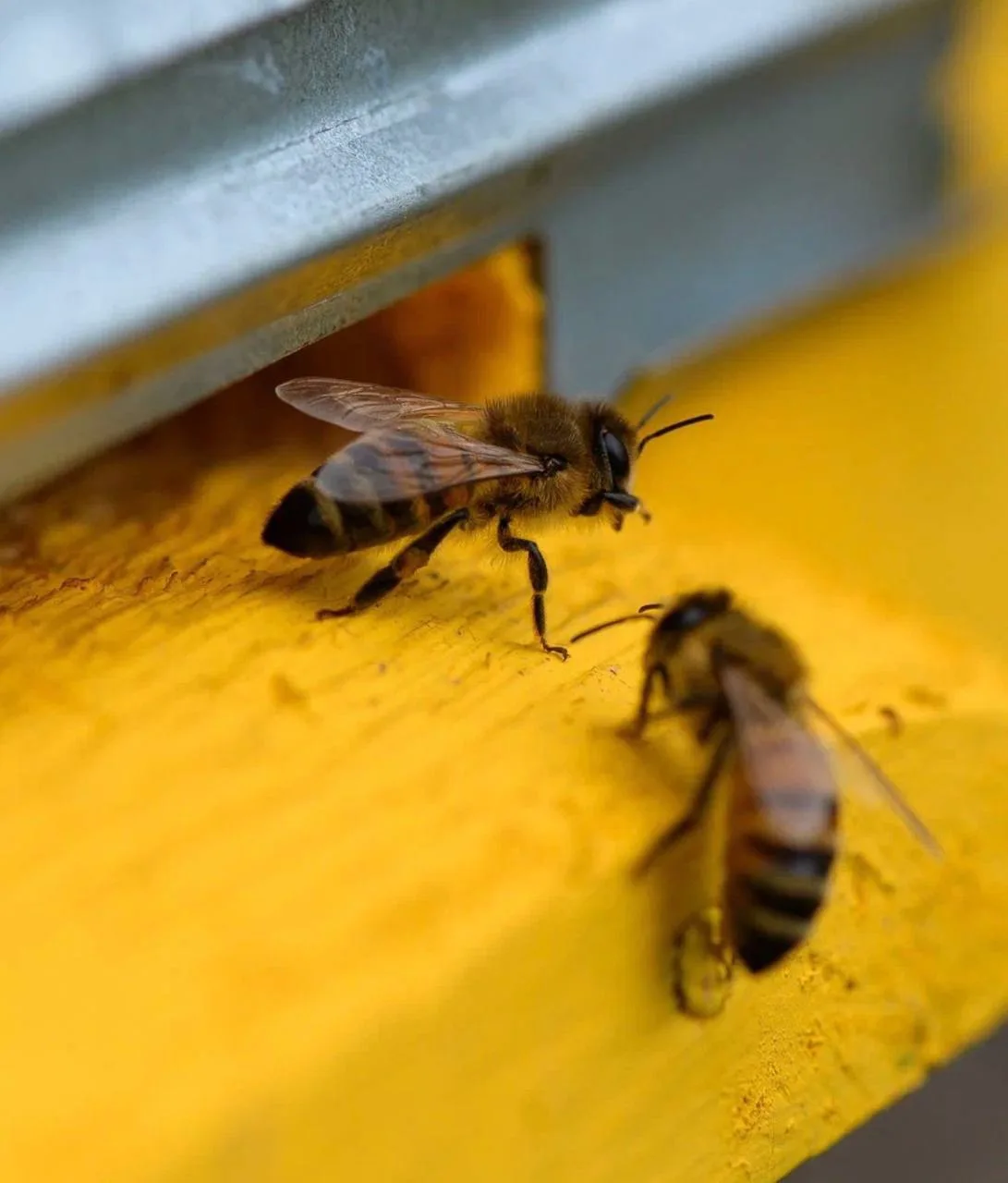 Каждый год в мире погибает до 30% пчелиных семей🐝

Учёные даже придумали этому название – «синдром 