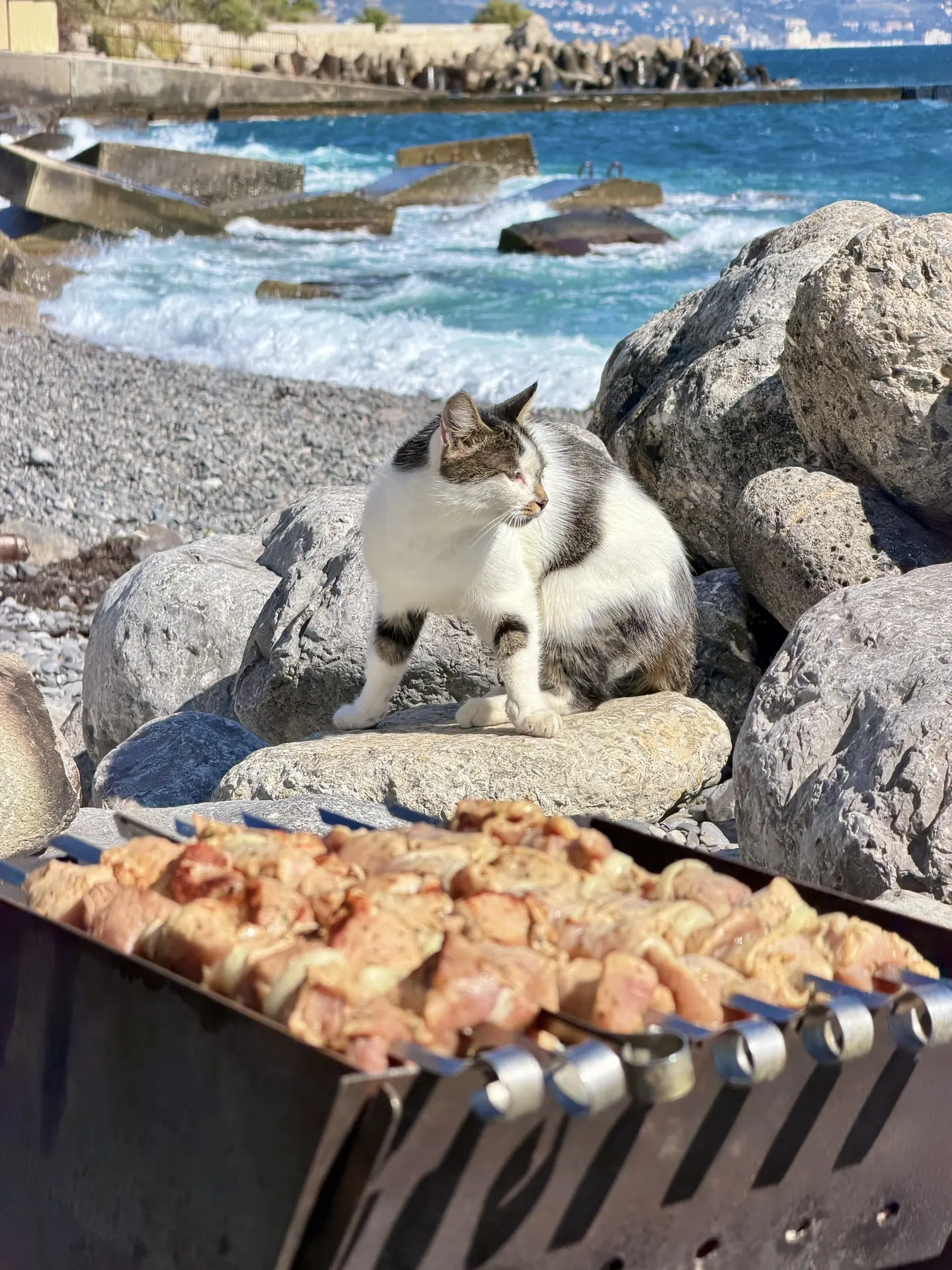 Местное пляжное пушистое опг 😃🐈🐈‍⬛