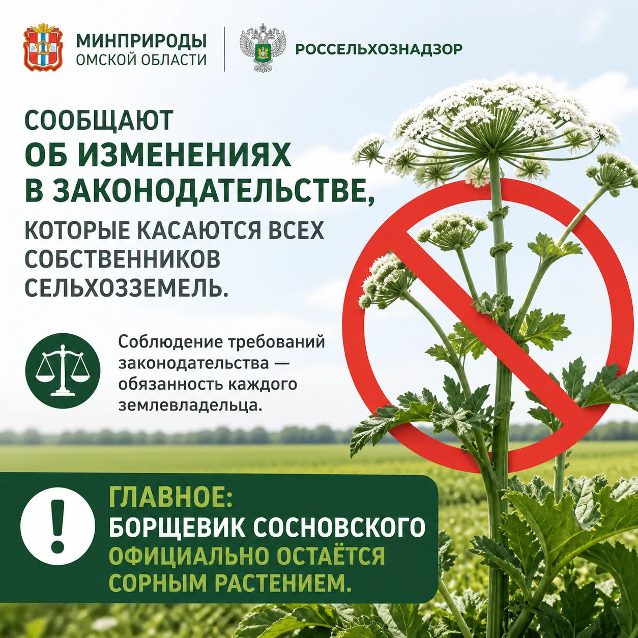 ⚠️ Борщевик Сосновского — ответственность правообладателей земельных участков