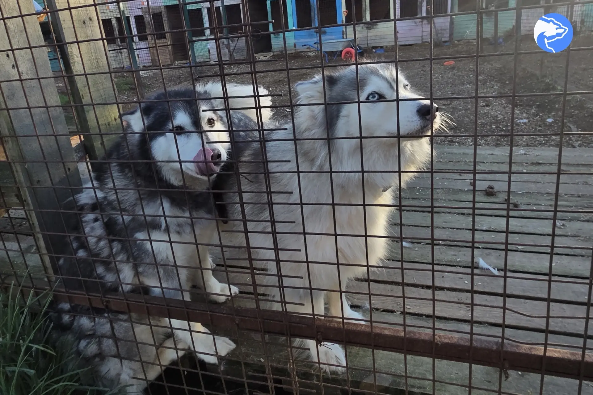 🐾 Северодвинские партийцы помогли приютам для бездомных животных