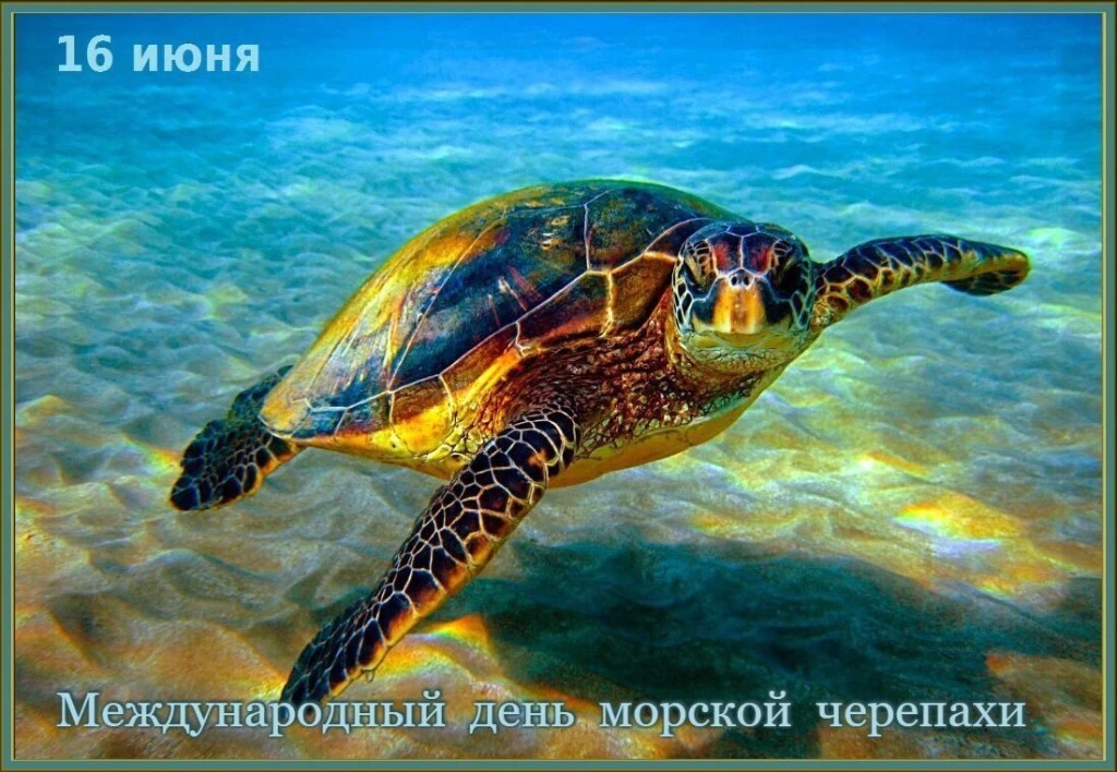 Удивительный мир морских черепах! 🐢
16 июня наша планета будет отмечать замечательный праздник — Ме