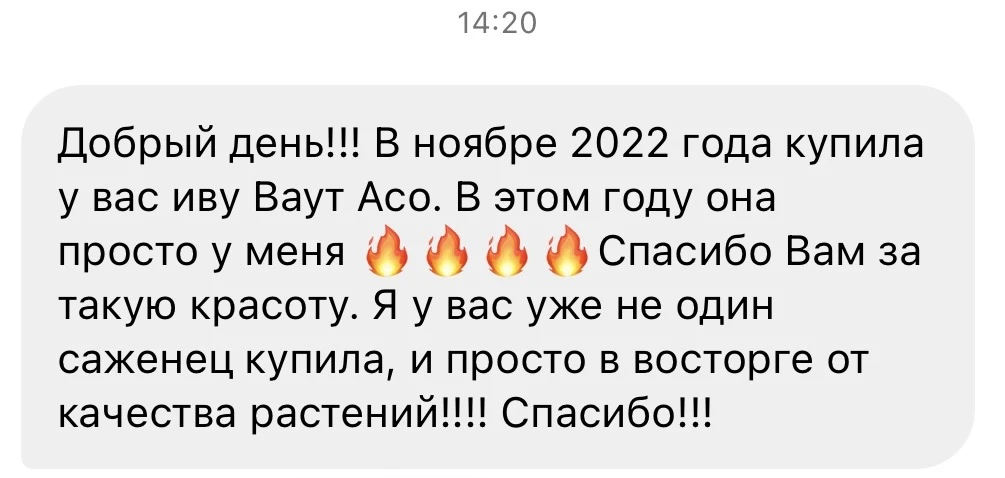 Удивительная ива⬇️  ▫️ ива тонкостолбиковая Маунт Асо арт. 217252726 536 руб  Сорт был найден на скл