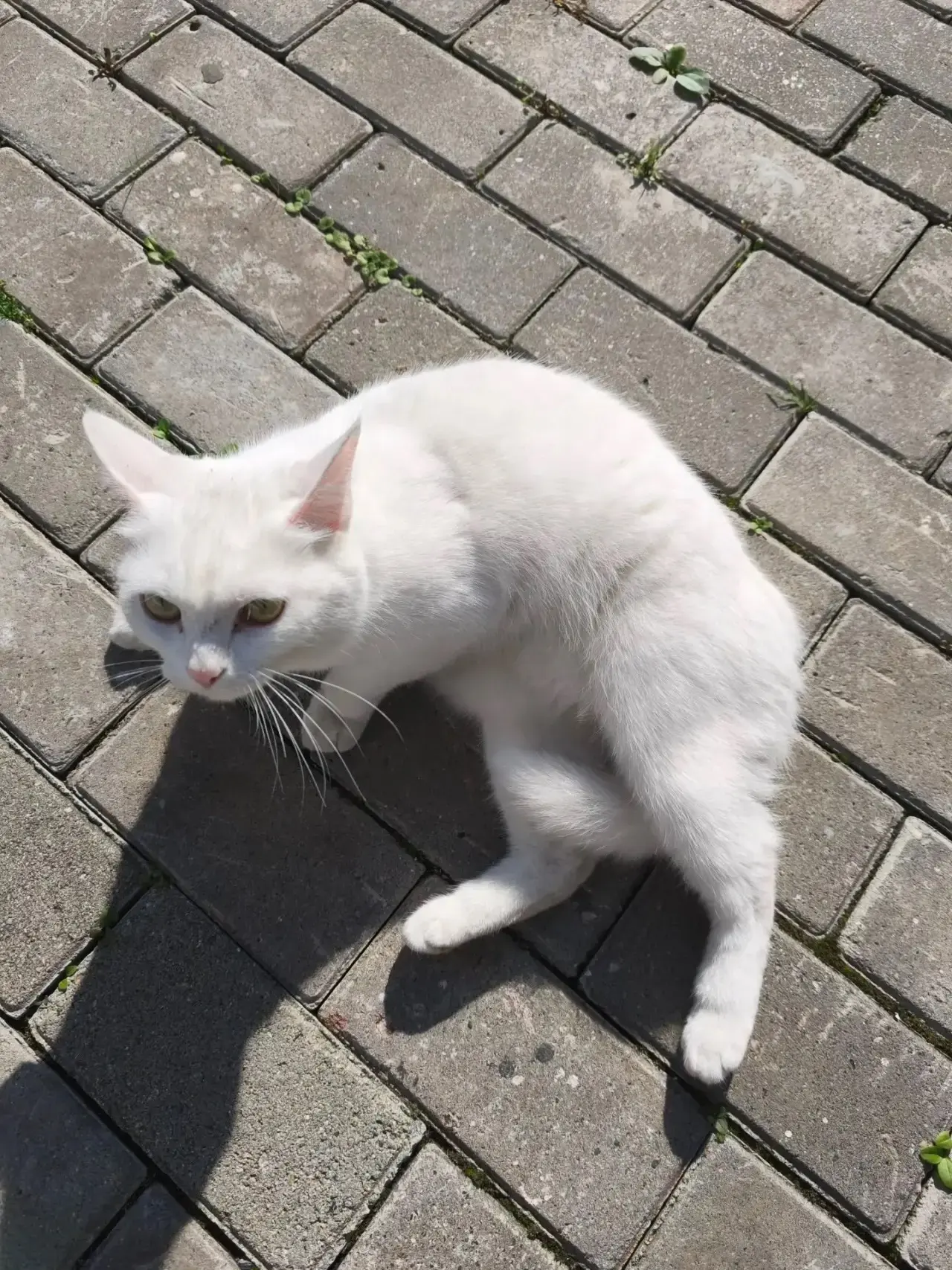 Замечена кошка / кот, окрас белый (Екатеринбург, Верх-Исетский район)