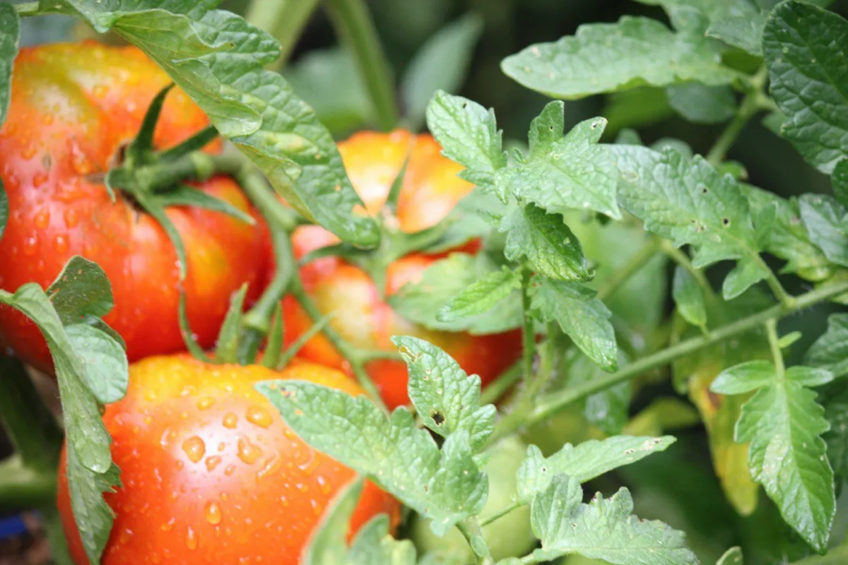 🍅 Жёлтое пятно на томатах: как спасти урожай