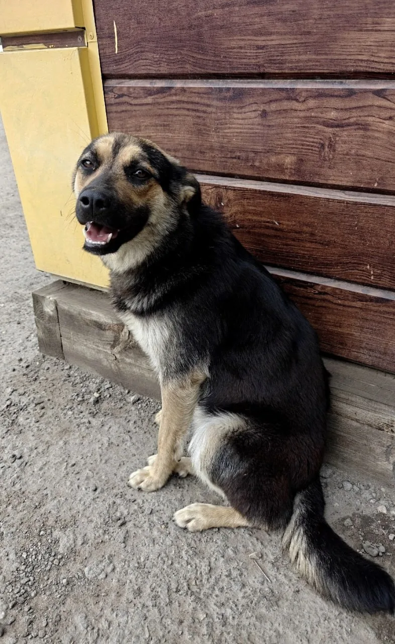 🐶 Привет, на связи рубрика «Короче, найдись», сегодня ищем домик для собаки из Арбеково.