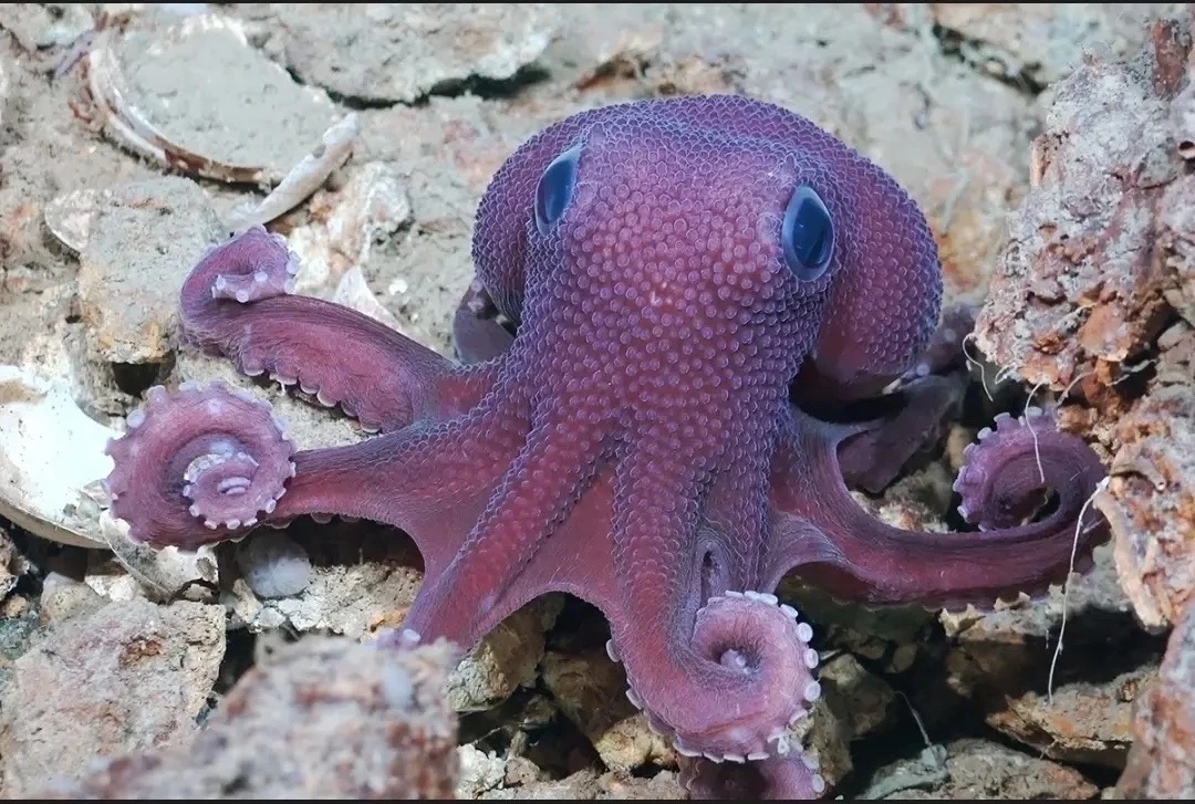 Ученые обнаружили новых подводных обитателей 🐙