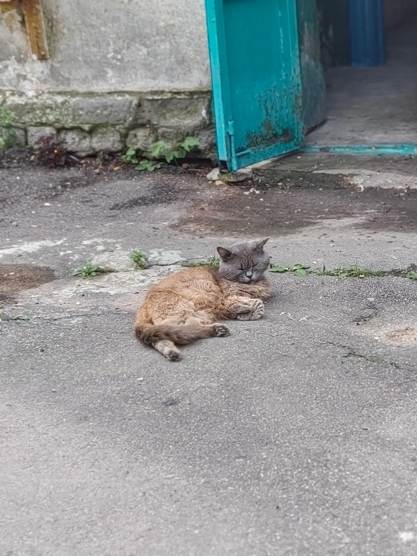 #Котики со всей России. 
Эта кошара сделана из лего? Два набора перепутались?
#кошки