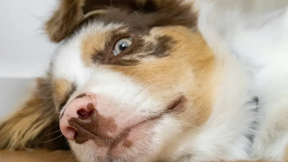🐶 ЧУМКА У СОБАК — ЭТО НЕ «ПРОСТО ПРОСТУДА»