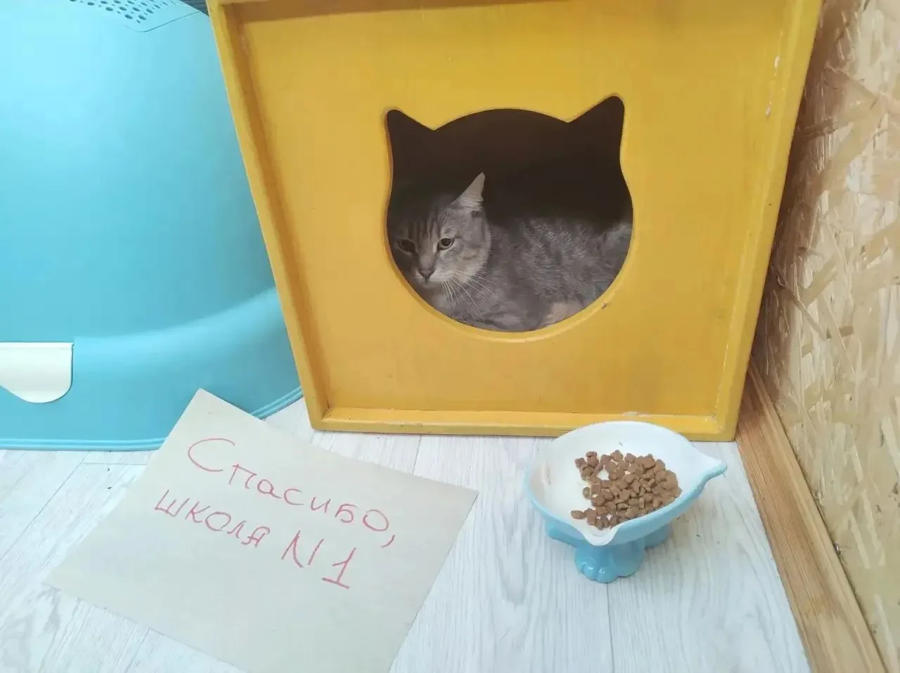 Благородный поступок наших учеников и родителей. 🐈‍⬛🐈🐾