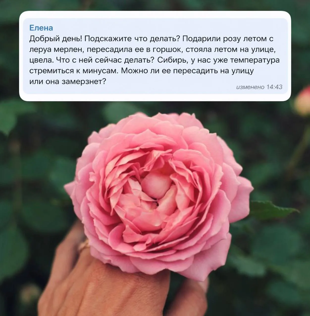 Осенняя пересадка роз: на что обратить внимание, чтобы не погубить цветок