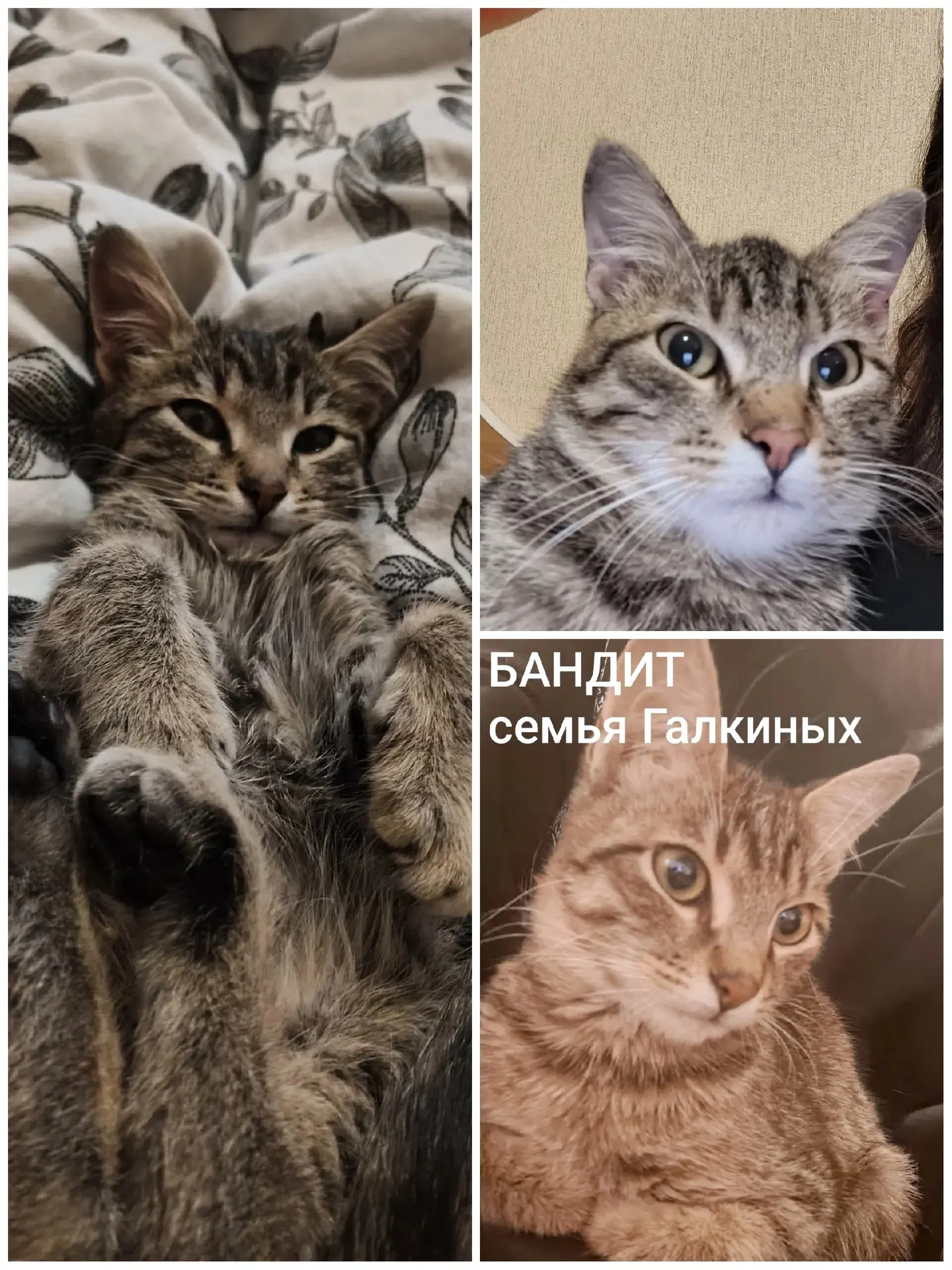 ❤ДЕНЬ ДОМАШНИХ ЖИВОТНЫХ❤

🐾"Животные делают нас добрее, не говоря ни слова», — Грейс Келли.🐾

🐈12