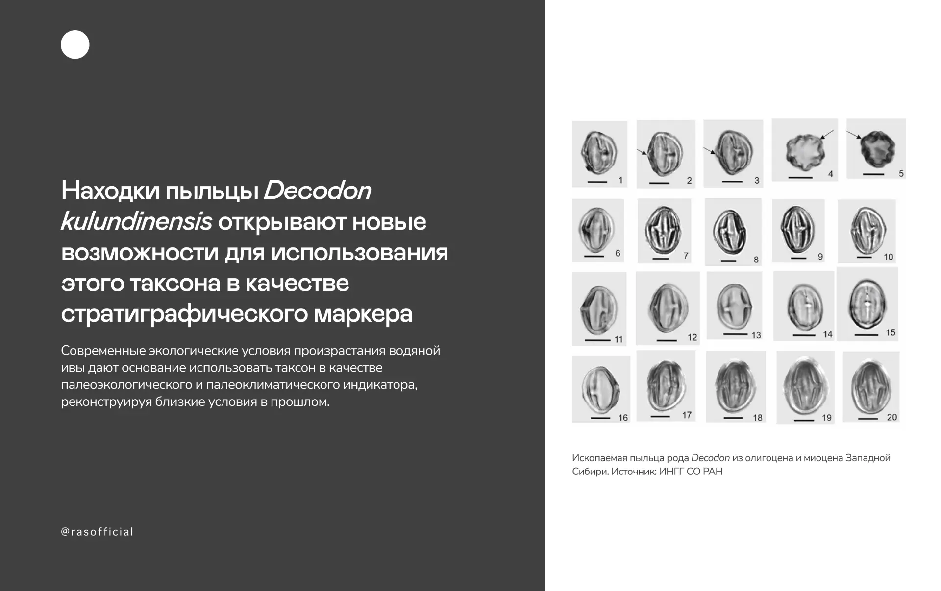 В Новосибирской области найдена ископаемая пыльца растения из Северной Америки