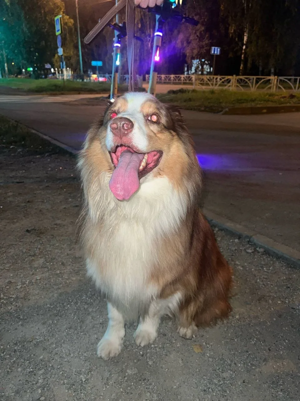 «Короче, найдись» 🐕