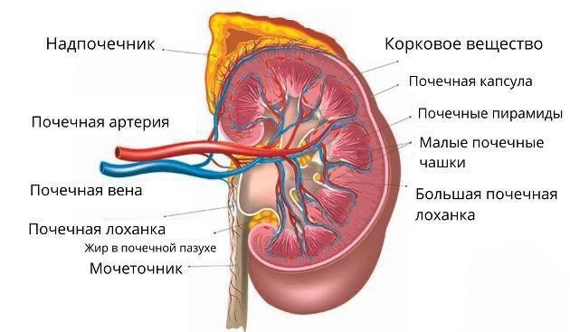 Изображение 3 к публикации «Алесь Улищенко | Врач-остеопат, канд. мед. наук | Автор фейспластики»