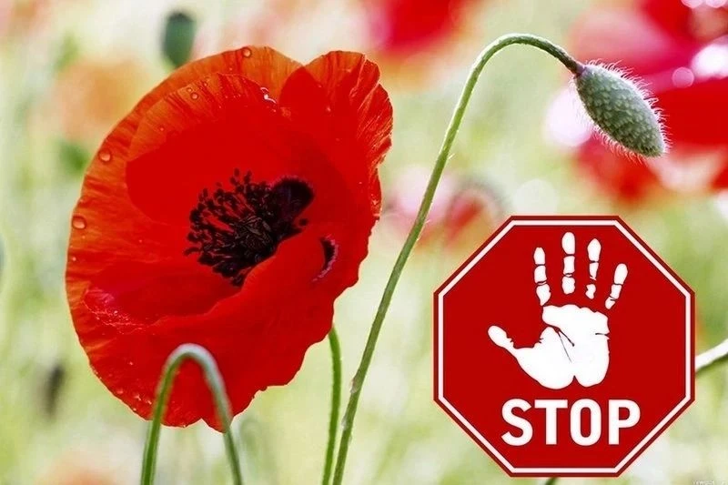 Антинаркотическая комиссия сообщает! 🚨