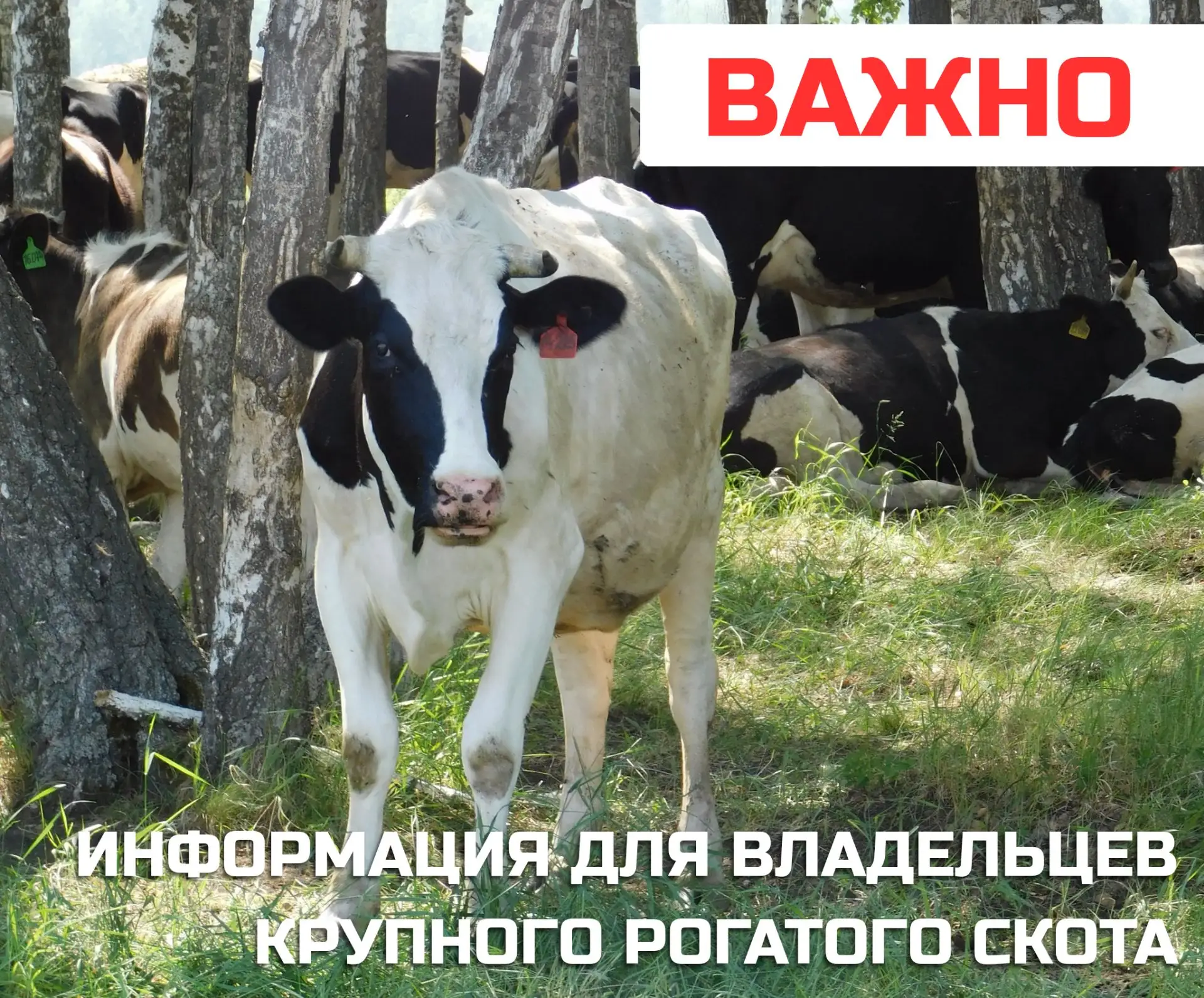 Важная информация для владельцев КРС: в деревне Бутырка Иркутского округа введён карант...