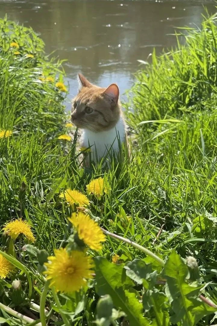 🐈 Всем хорошего дня.