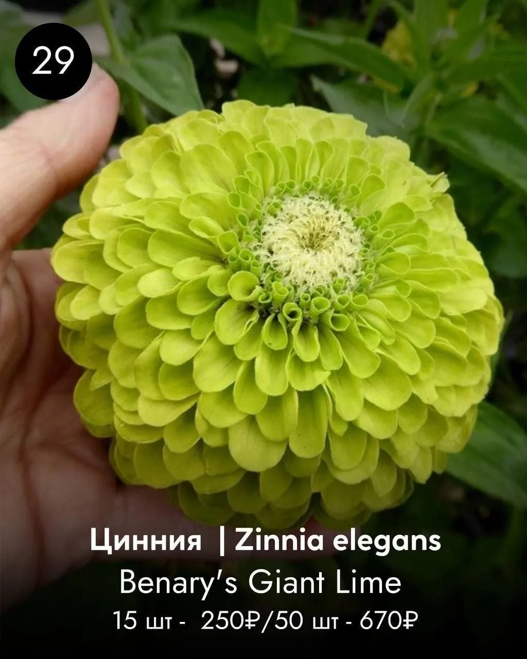 ЦИННИЯ
О/до 90 см

цена указана без учета скидки 20%

ЗАКАЗАТЬ