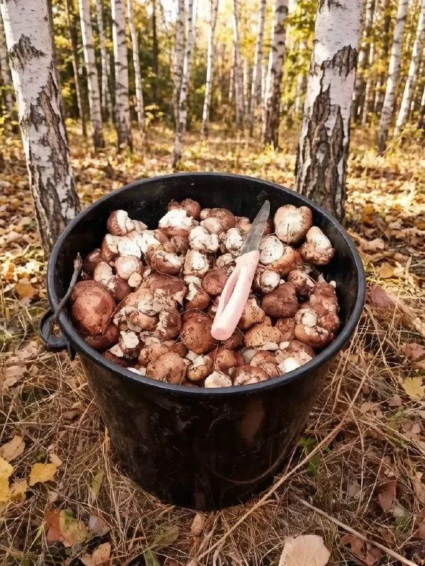 🍄 Грибники похвастались урожаем