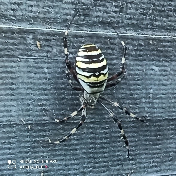 🕷️мать Аргиопа (паук‑оса) сплела яйцевой кокон, который подвешен в специального вида п...