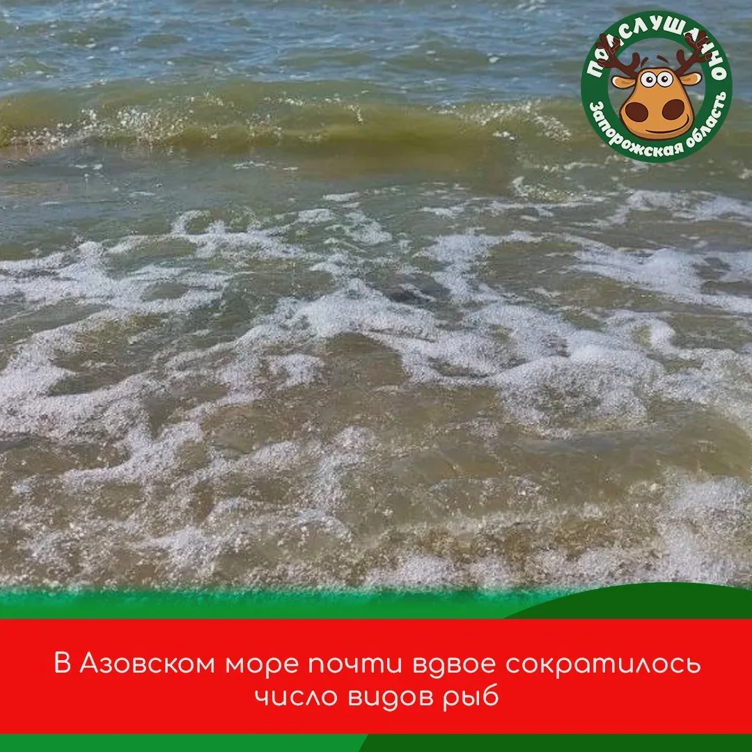 🐟 Азовское море стремительно теряет виды рыб