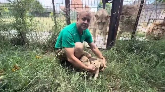 🦁 Лев Симба из «Тайгана» впервые стал отцом