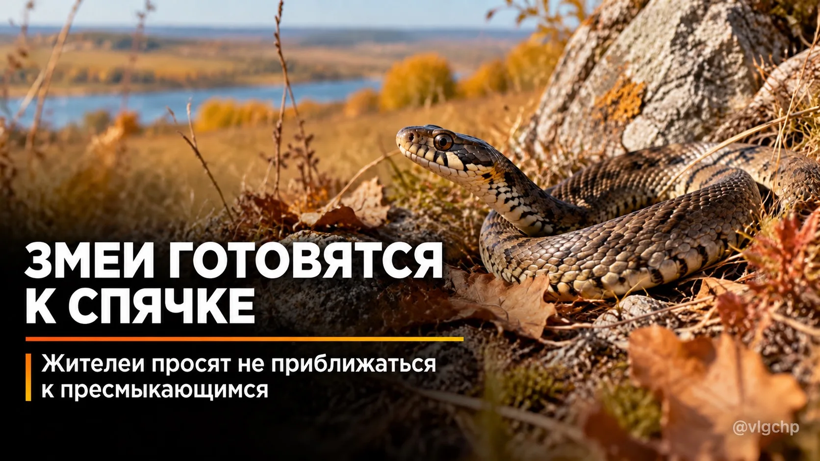 Не трогайте змей: они готовятся к спячке