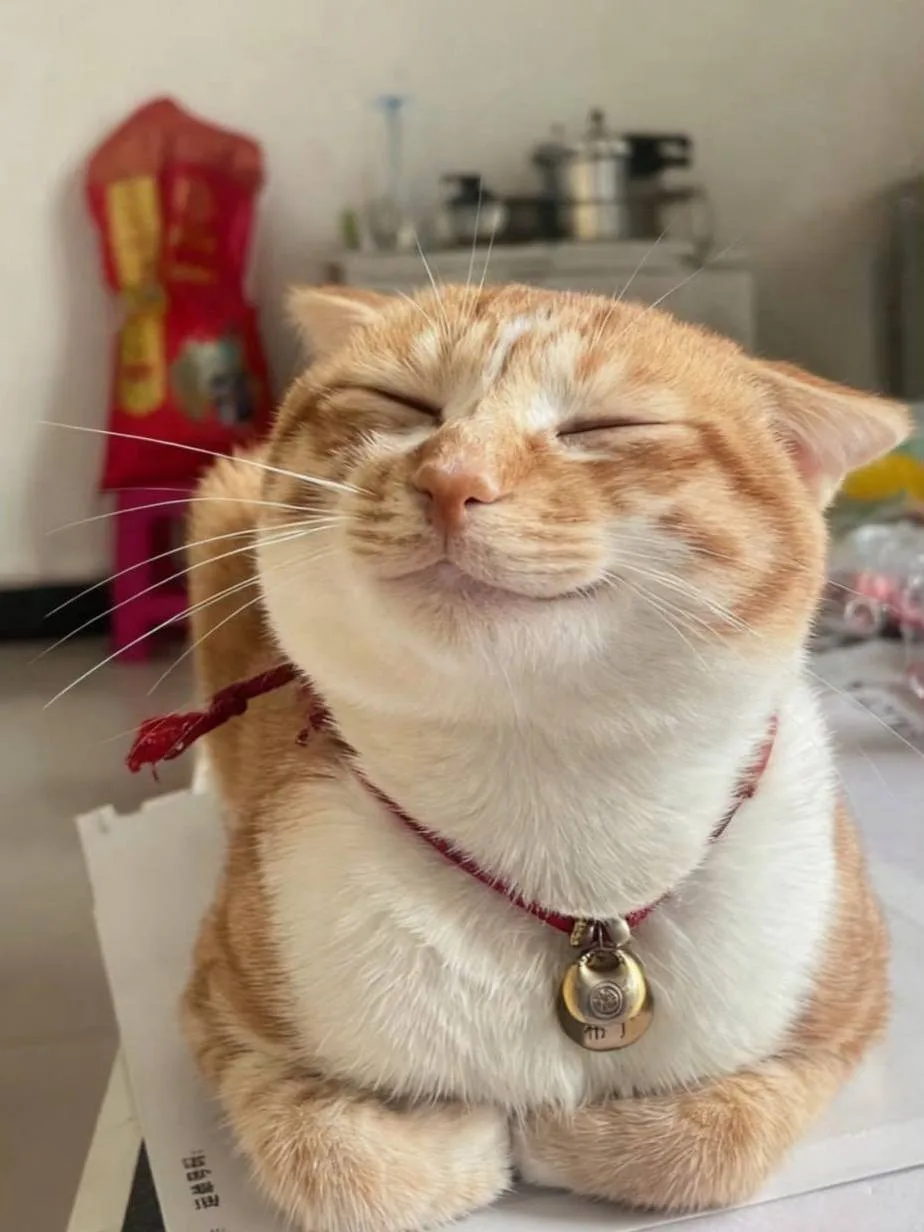 😸Международный день кошек отмечается сегодня.

Поздравьте своих хвостиков.

Подпишись 👉@krd_days