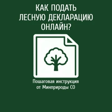 Как подать лесную декларацию онлайн: пошаговая инструкция от Минприроды СО